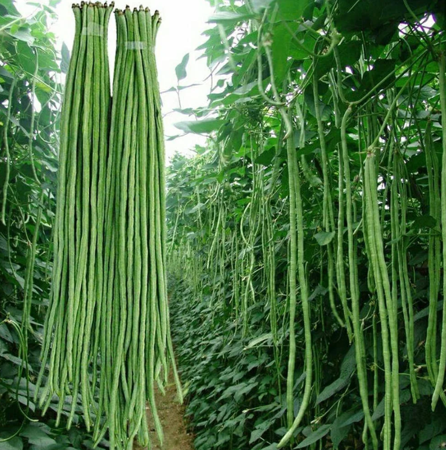 String Beans