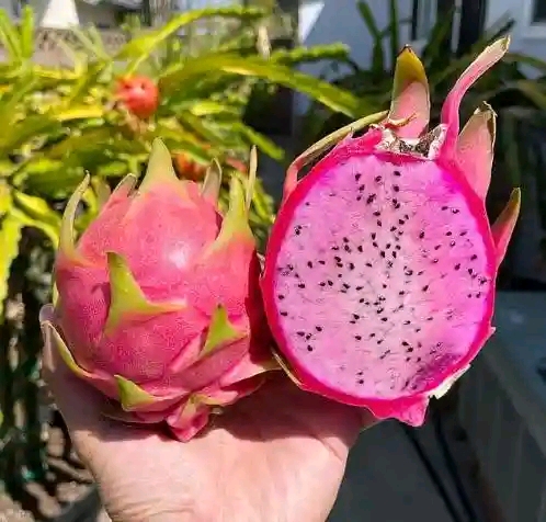 Dragon Fruit