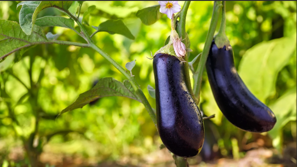 Eggplant